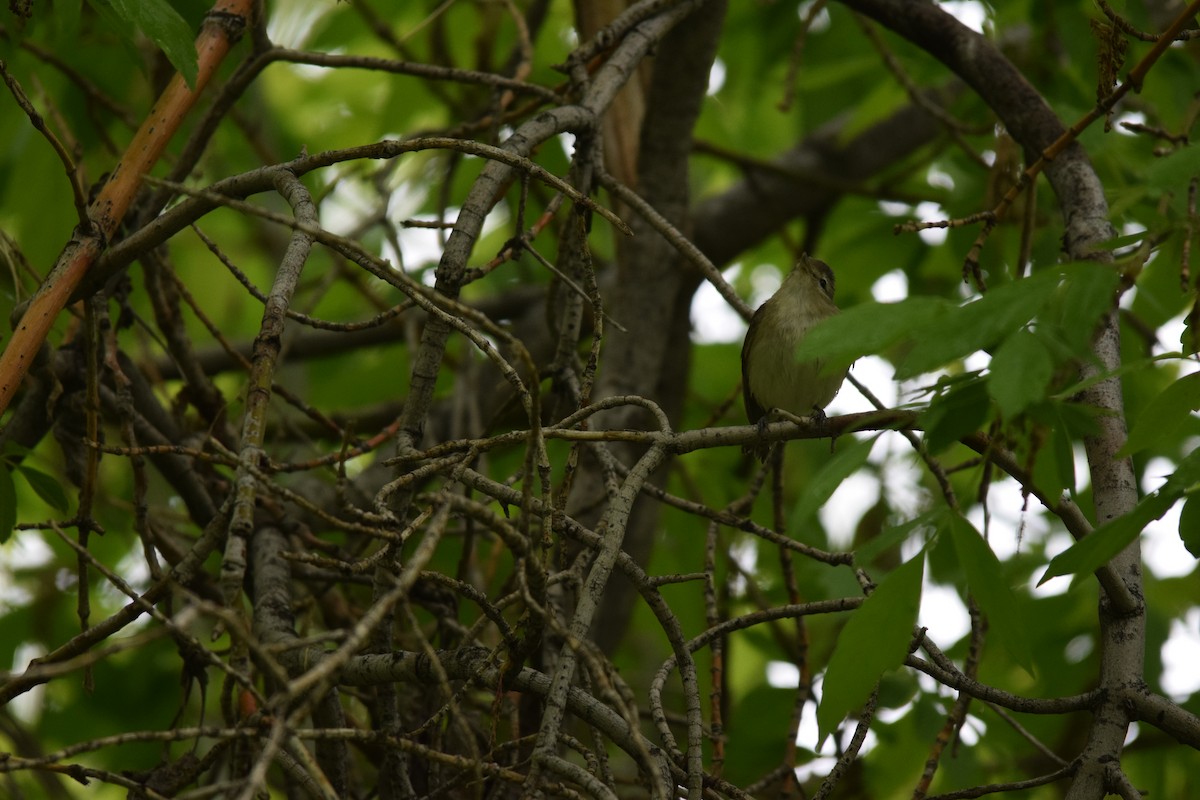 Warbling Vireo - Annie Beckstrand