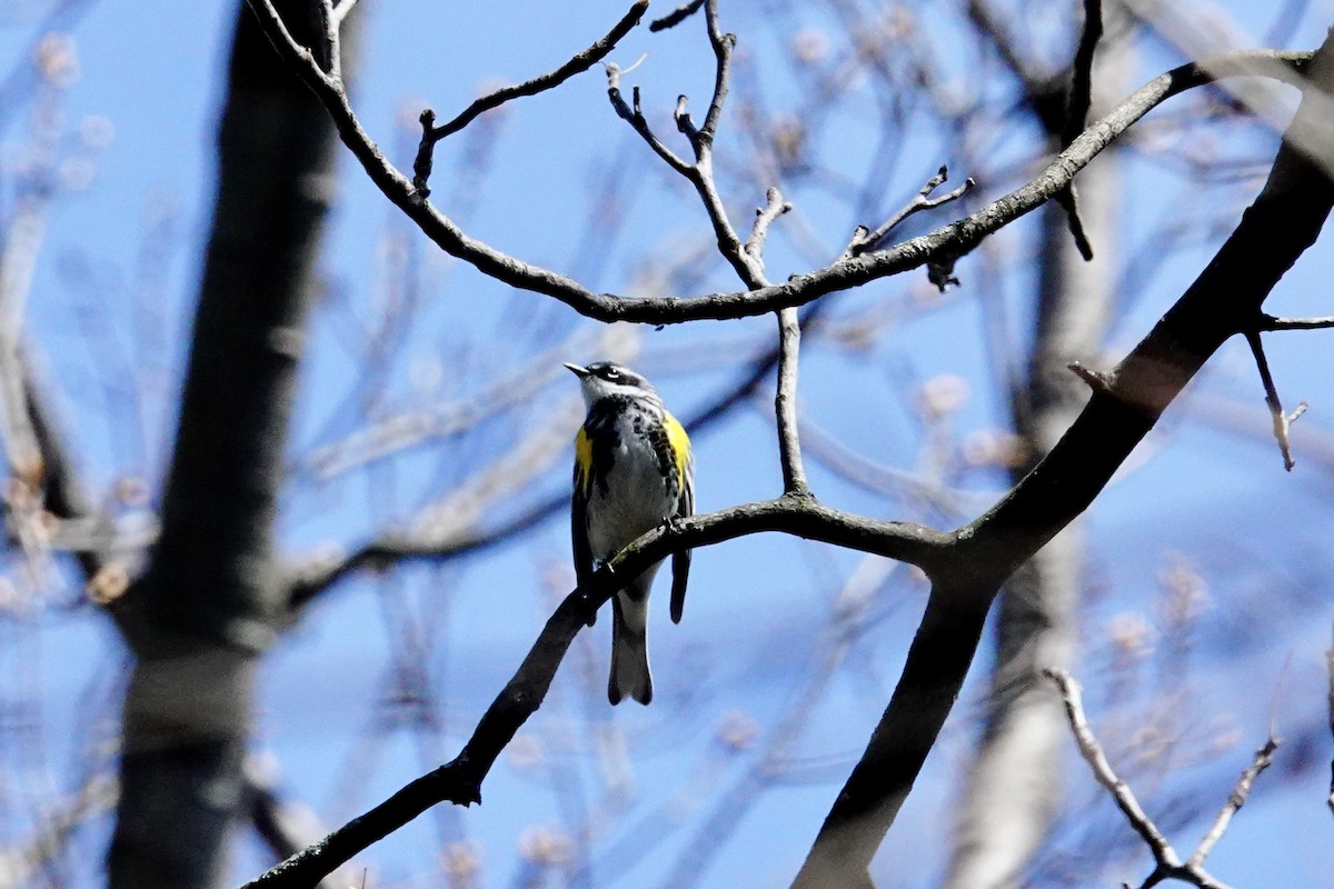 Yellow-rumped Warbler - ML618064127