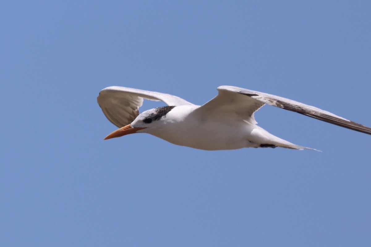 Royal Tern - Ann Stockert