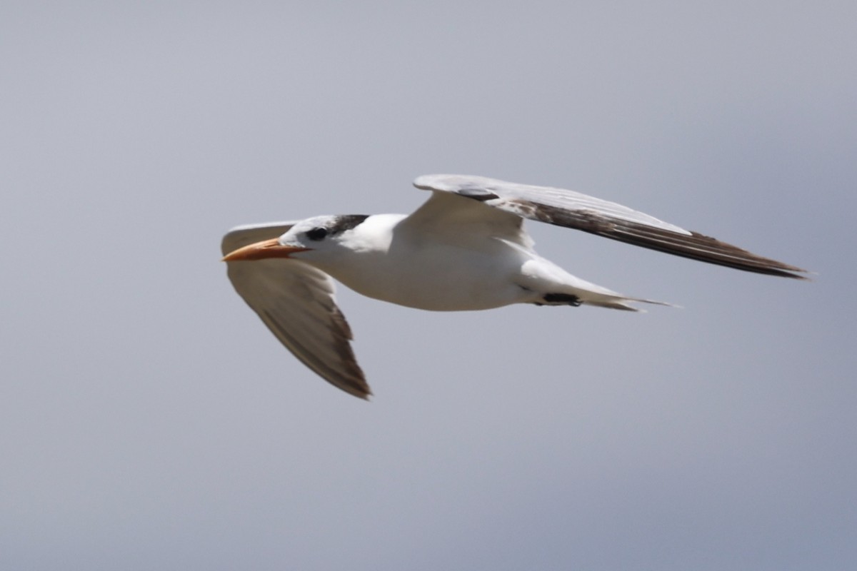 Royal Tern - Ann Stockert