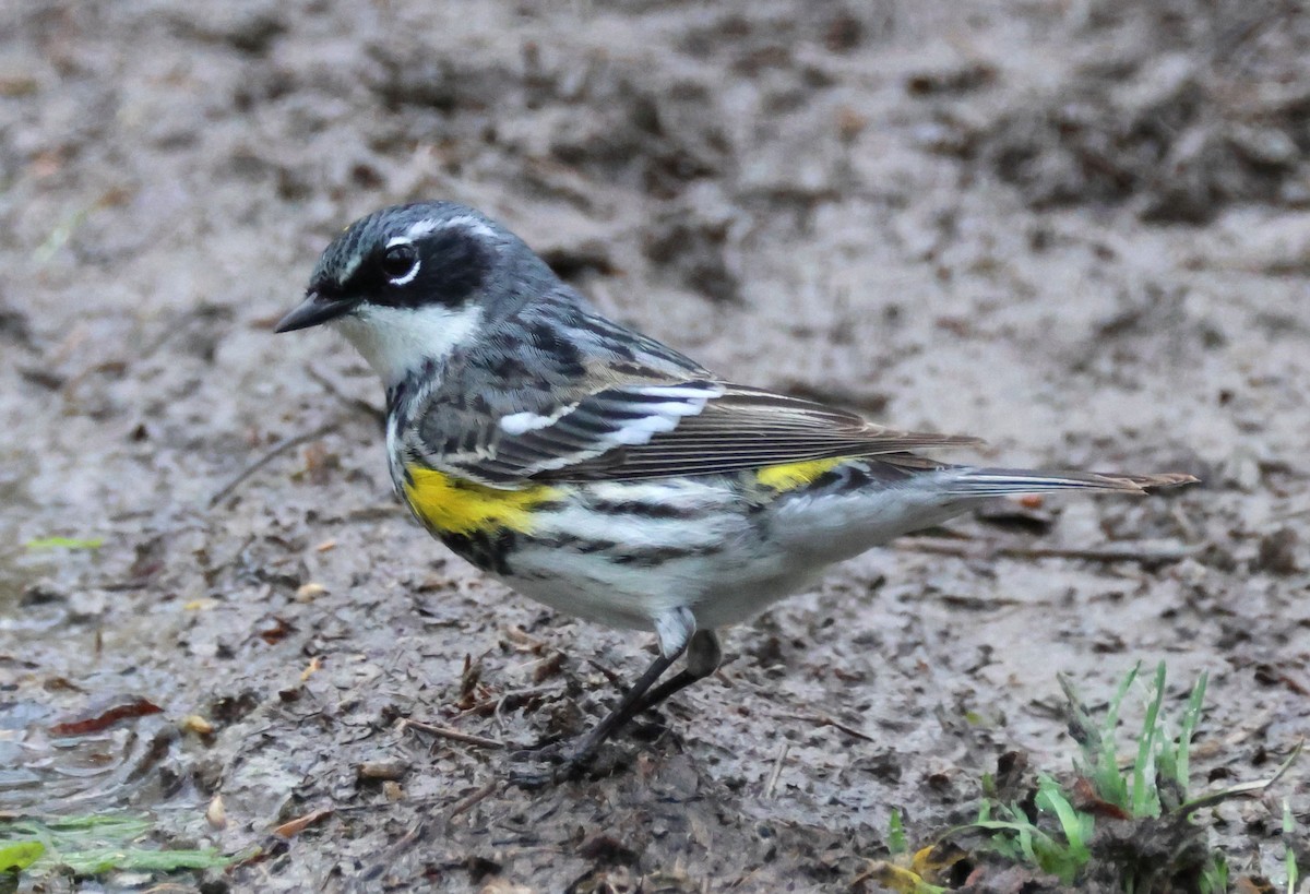 Kronenwaldsänger (coronata) - ML618064166