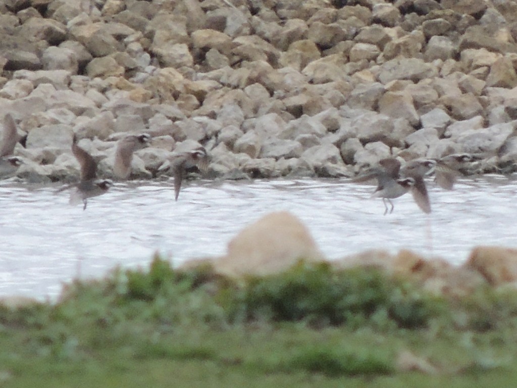 Wilson's Phalarope - ML618064181