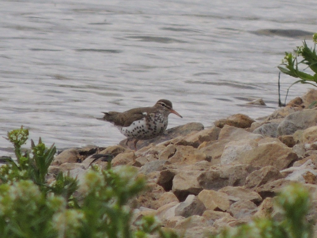 Spotted Sandpiper - ML618064185