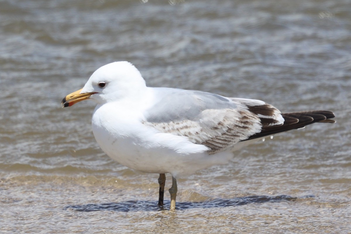 California Gull - Ann Stockert