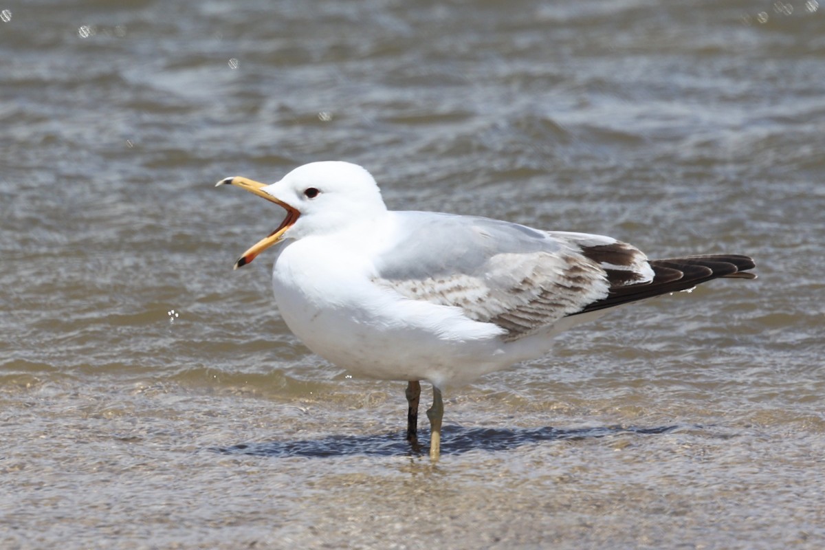 California Gull - Ann Stockert