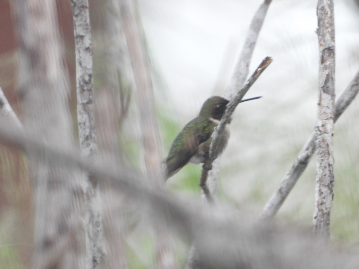 Colibrí Gorjirrubí - ML618064197