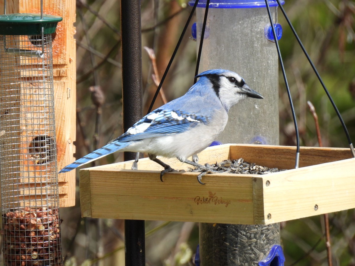 Blue Jay - Joseph McGill