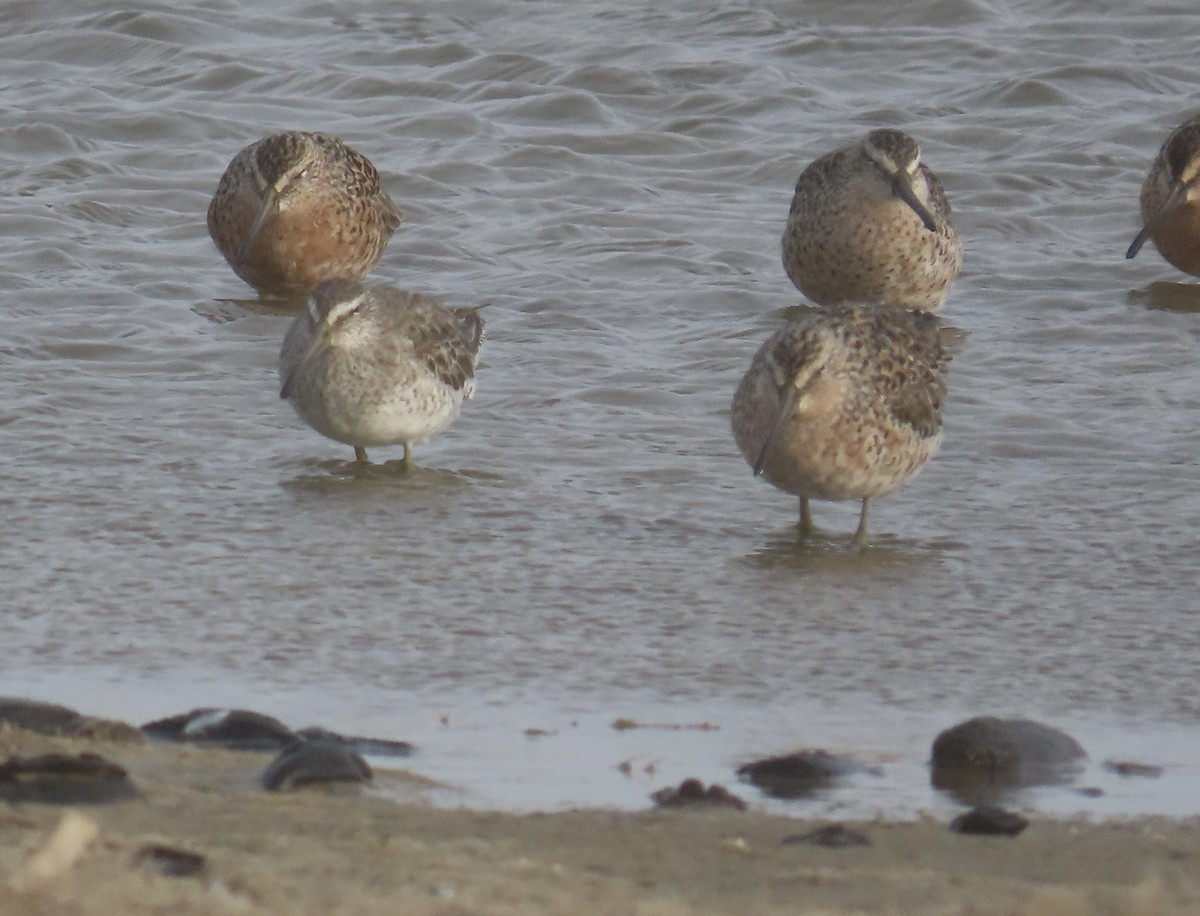 Short-billed Dowitcher - Tim Ryan