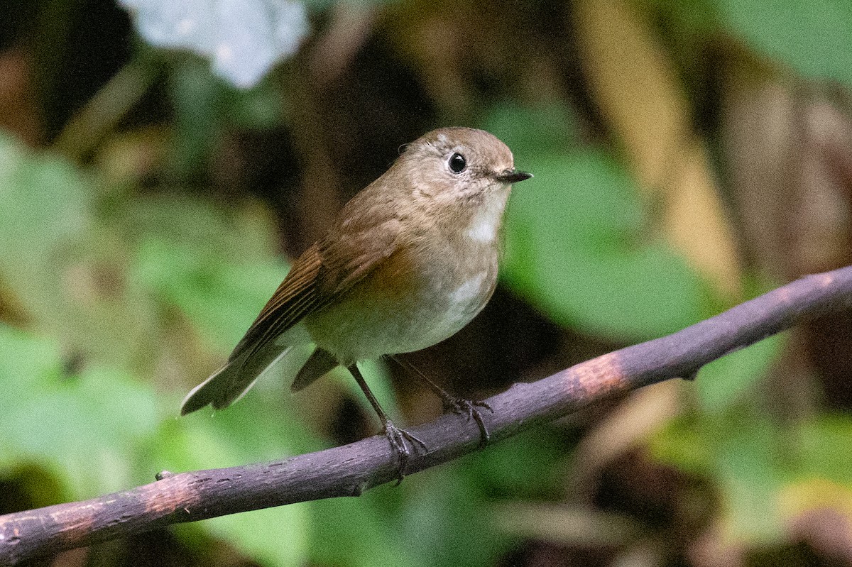 Red-flanked Bluetail - Xiaoni Xu