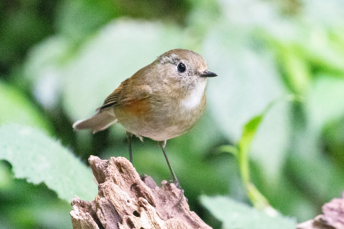 Robin à flancs roux - ML618064240