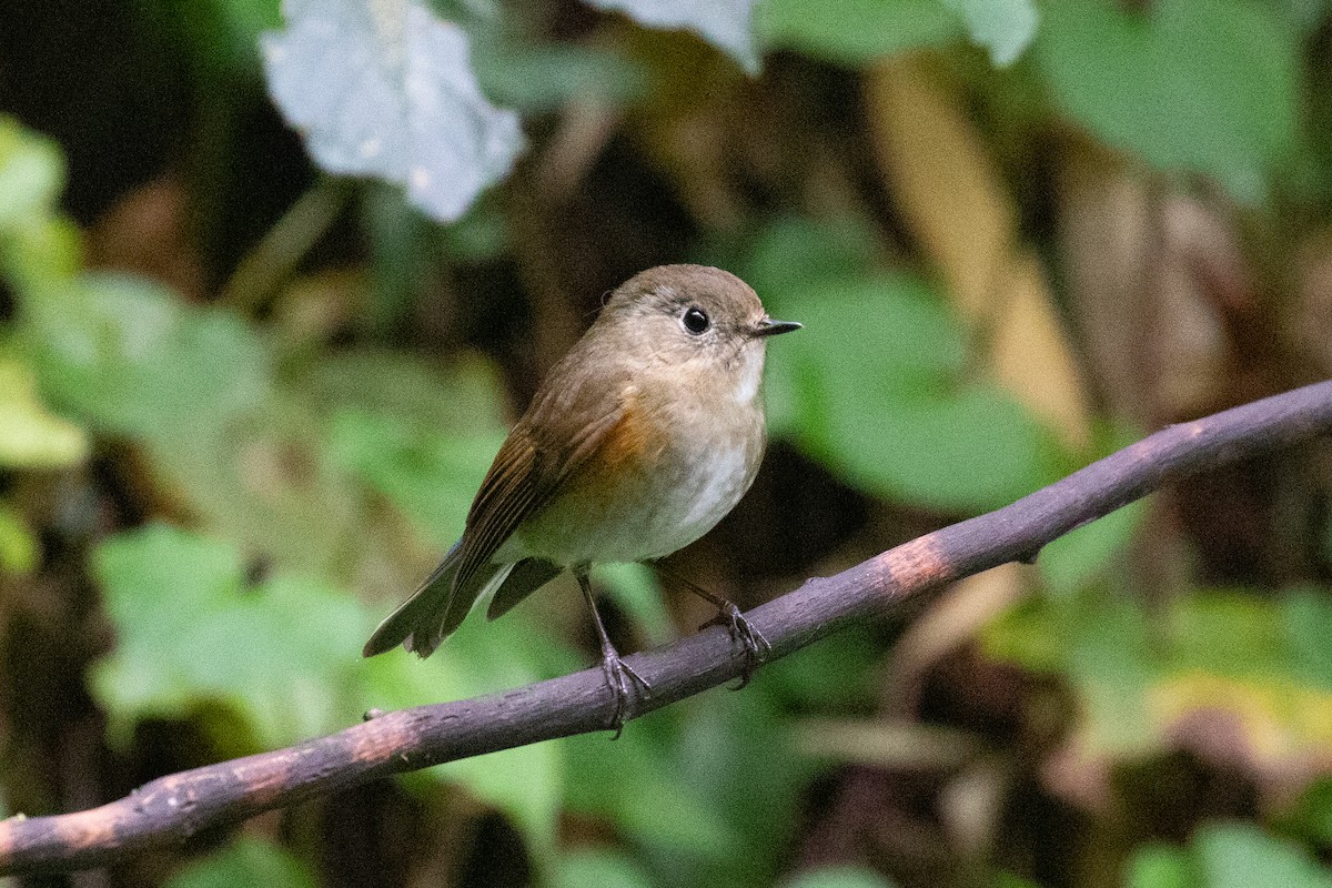 Robin à flancs roux - ML618064242