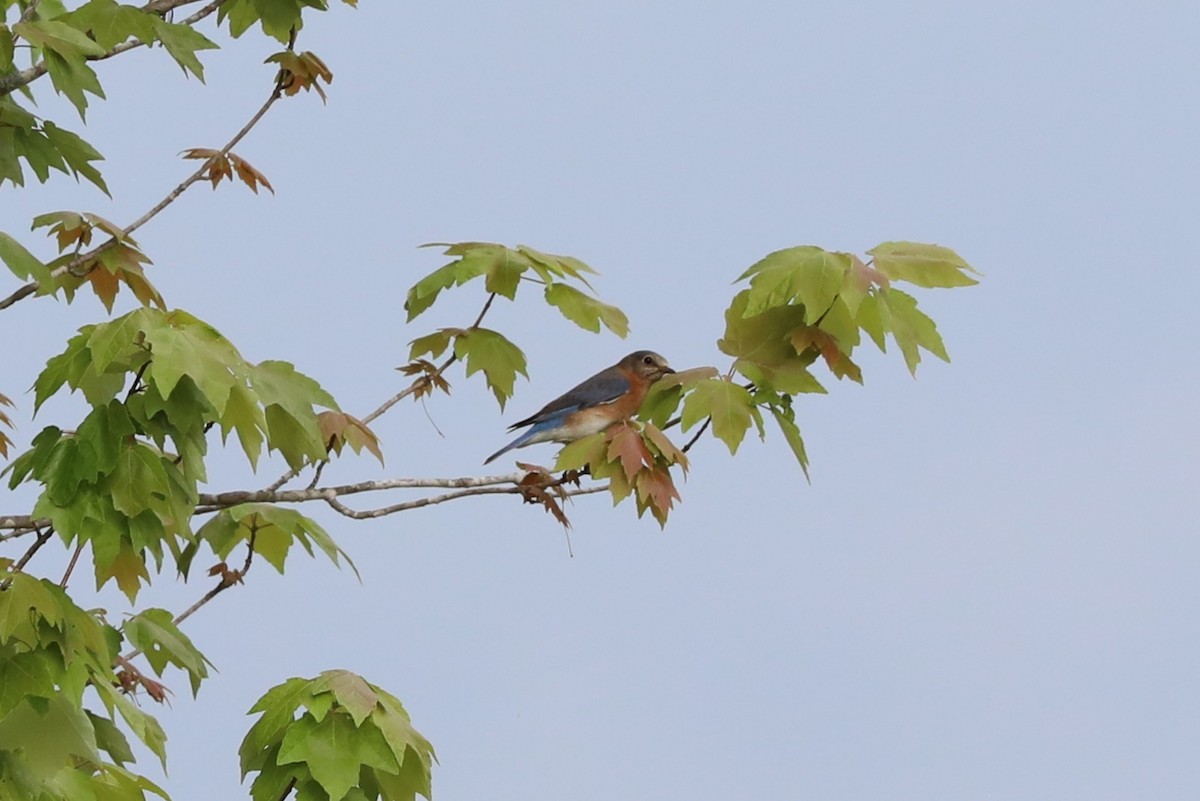 Eastern Bluebird - ML618064251