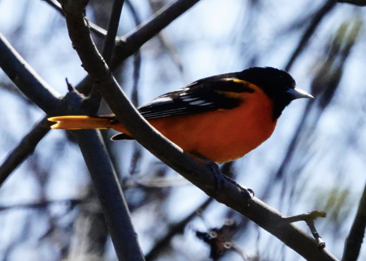 Baltimore Oriole - Patricia Bishop Turner