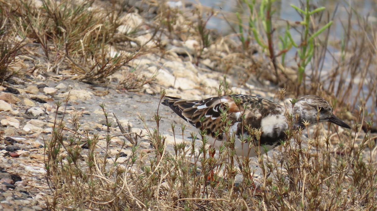 Ruddy Turnstone - Ann Kovich