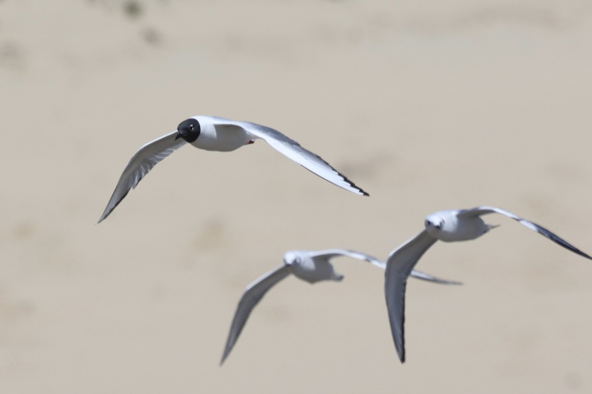 Bonaparte's Gull - ML618064267