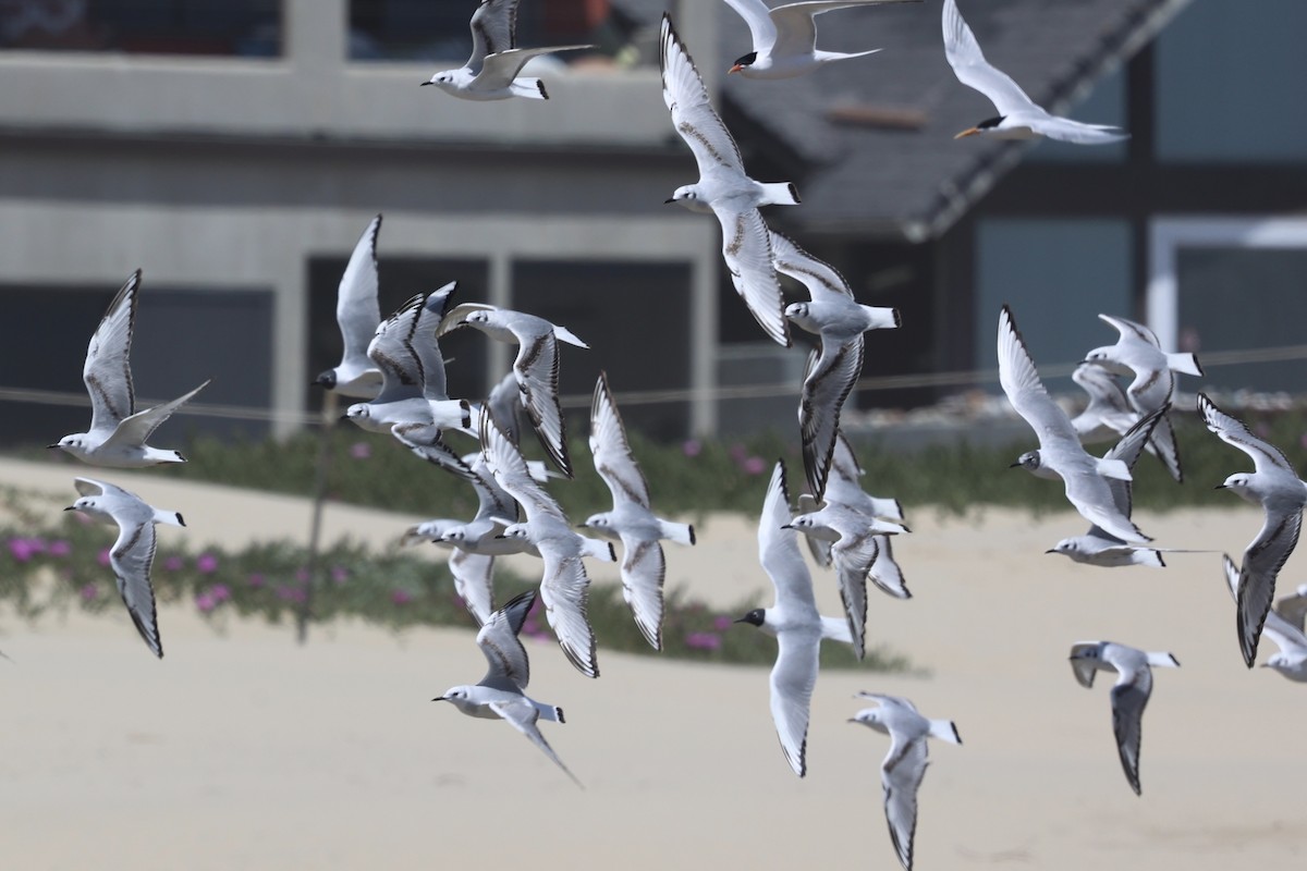 Bonaparte's Gull - ML618064268