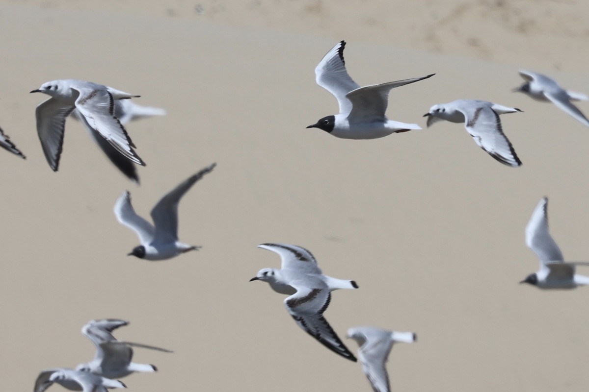 Bonaparte's Gull - ML618064269