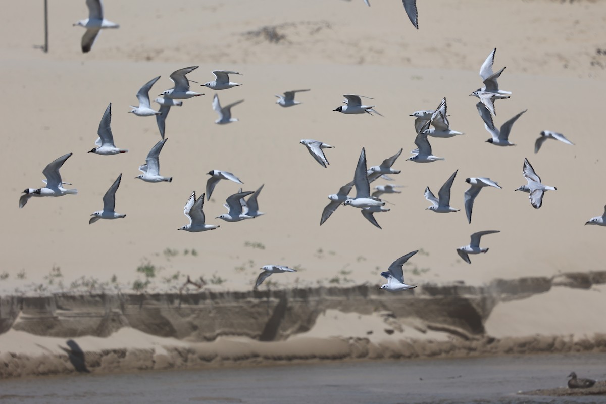 Bonaparte's Gull - ML618064270