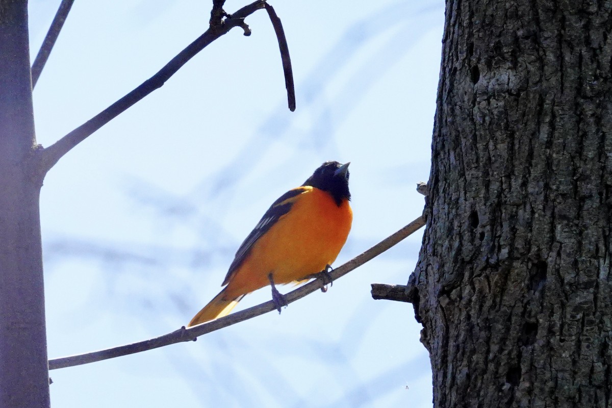 Baltimore Oriole - Patricia Bishop Turner