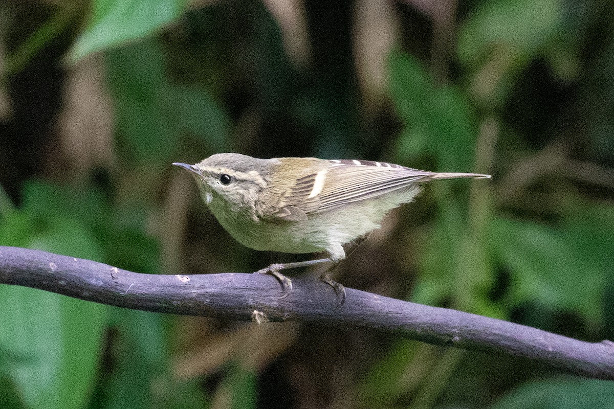 Buff-barred Warbler - ML618064286