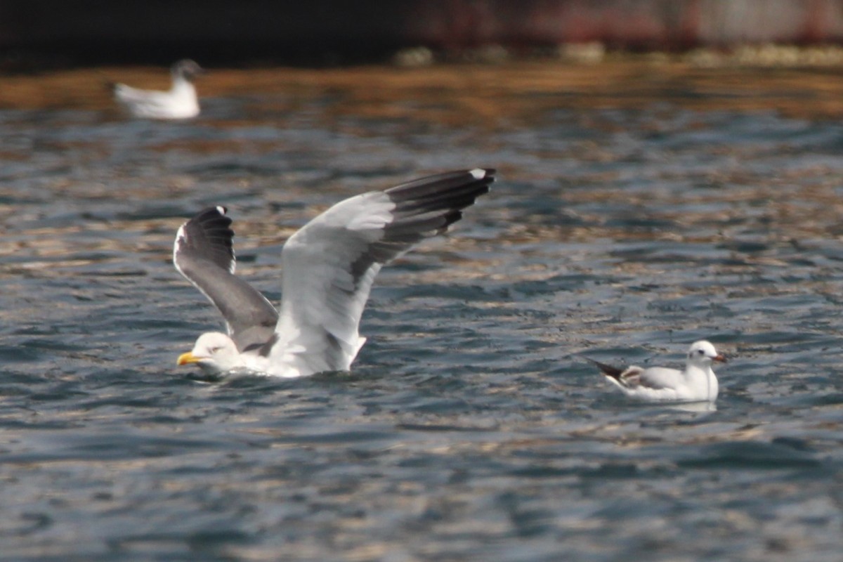 Goéland brun - ML618064316