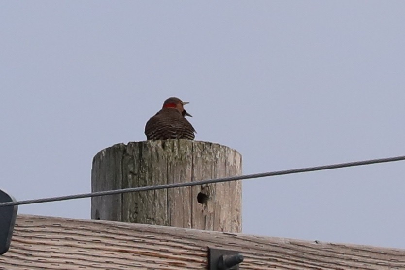 Northern Flicker - ML618064318