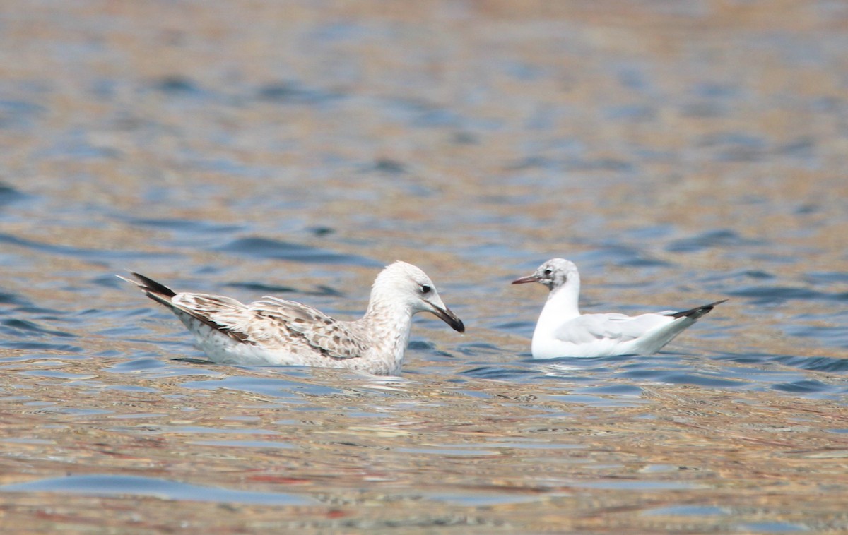 Lesser Black-backed Gull - ML618064356