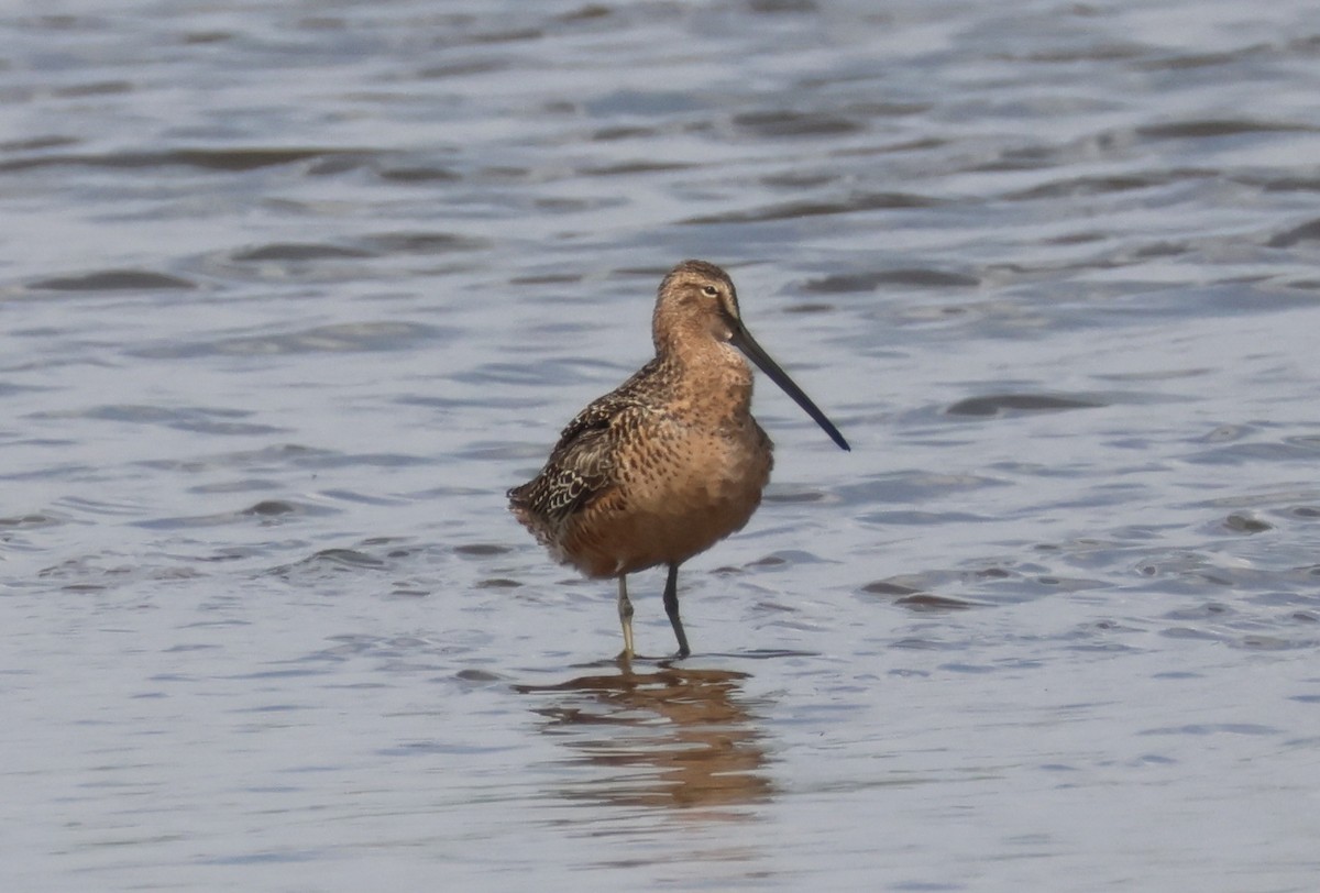 Long-billed Dowitcher - Mark  Brown