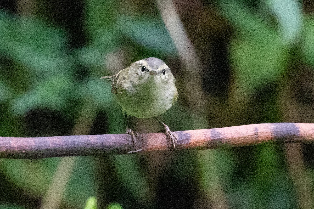 Phylloscopus sp. - ML618064389