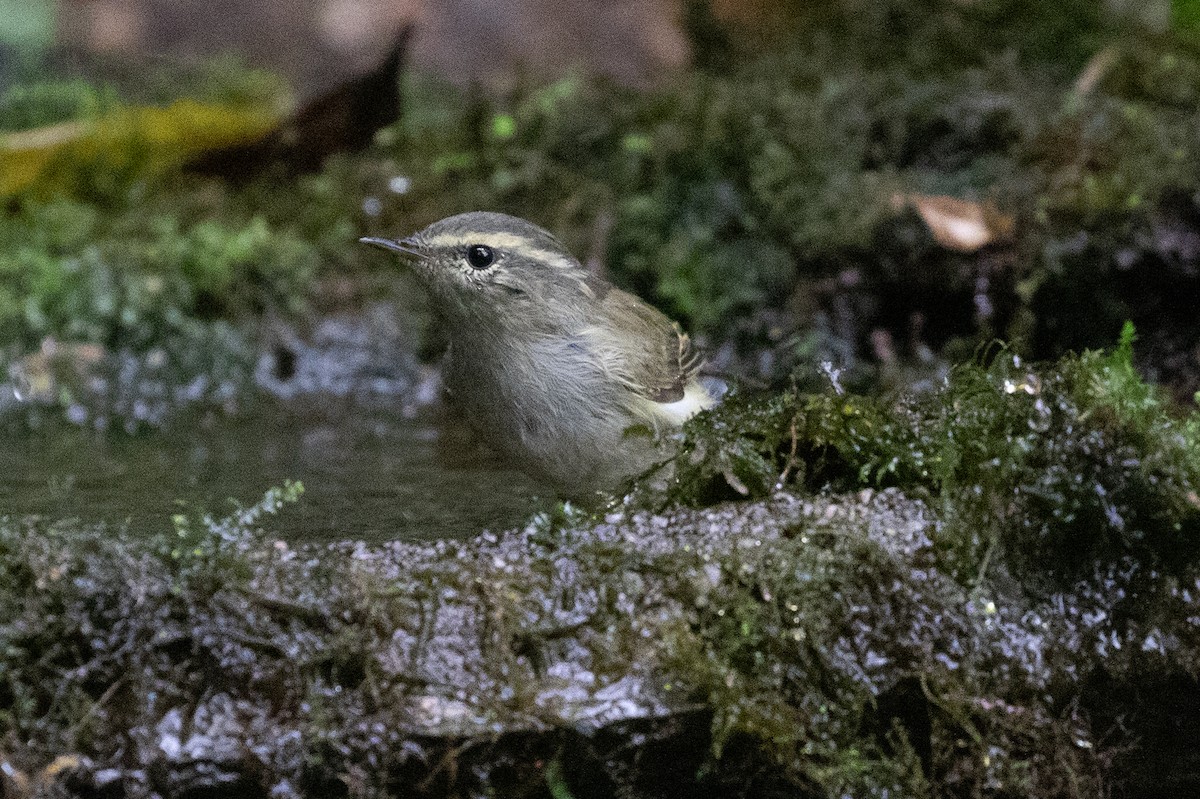 Phylloscopus sp. - ML618064390