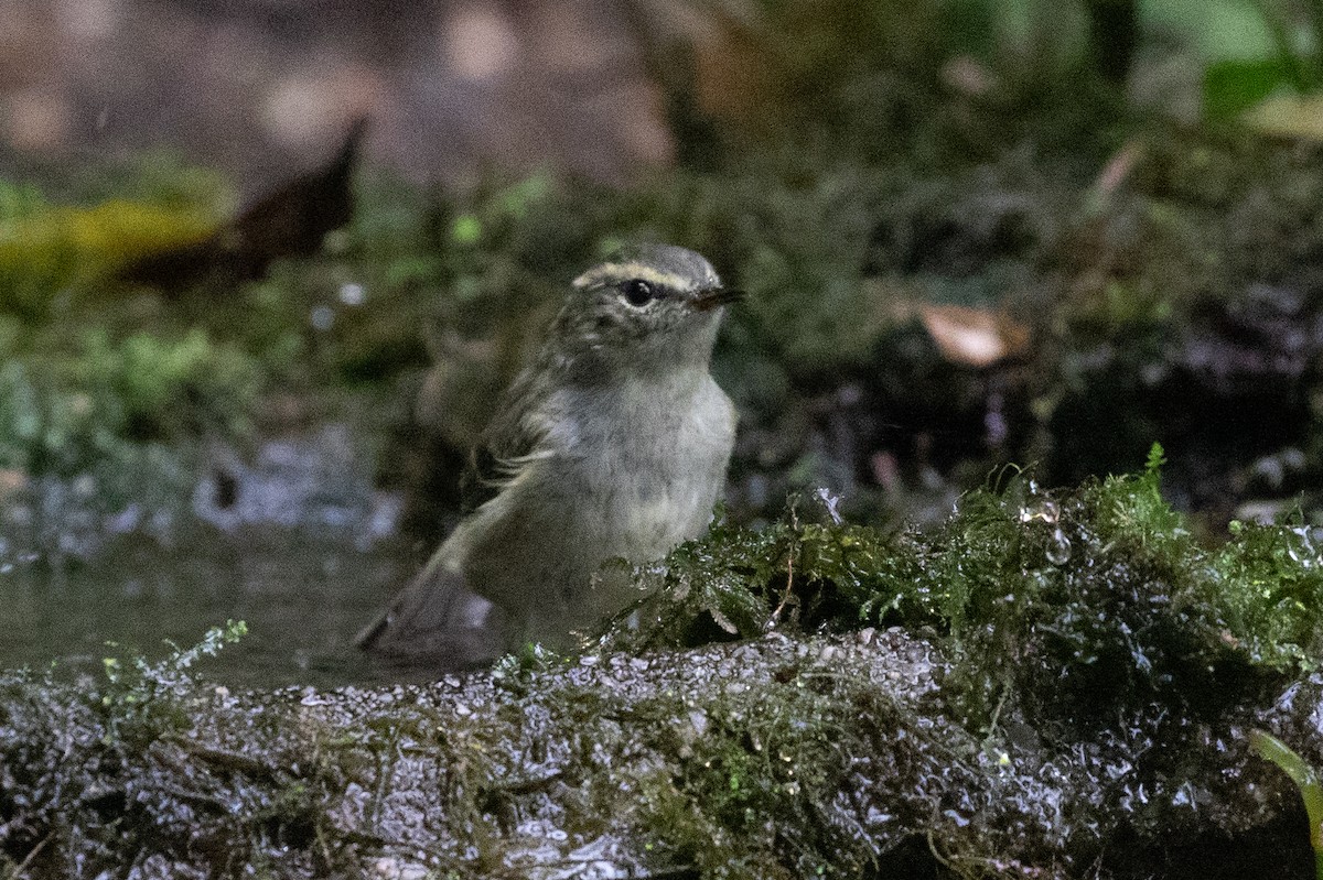 Phylloscopus sp. - ML618064391