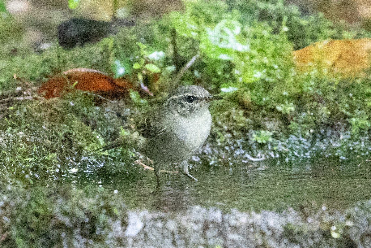 Phylloscopus sp. - Xiaoni Xu