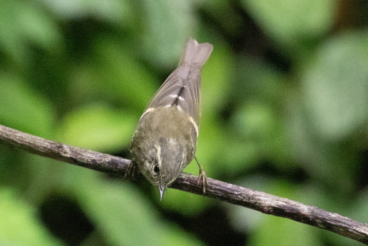 Phylloscopus sp. - Xiaoni Xu