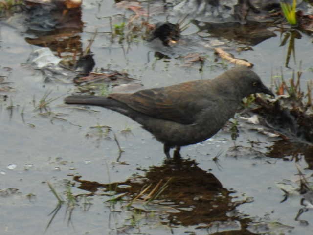 Rusty Blackbird - Joseph McGill