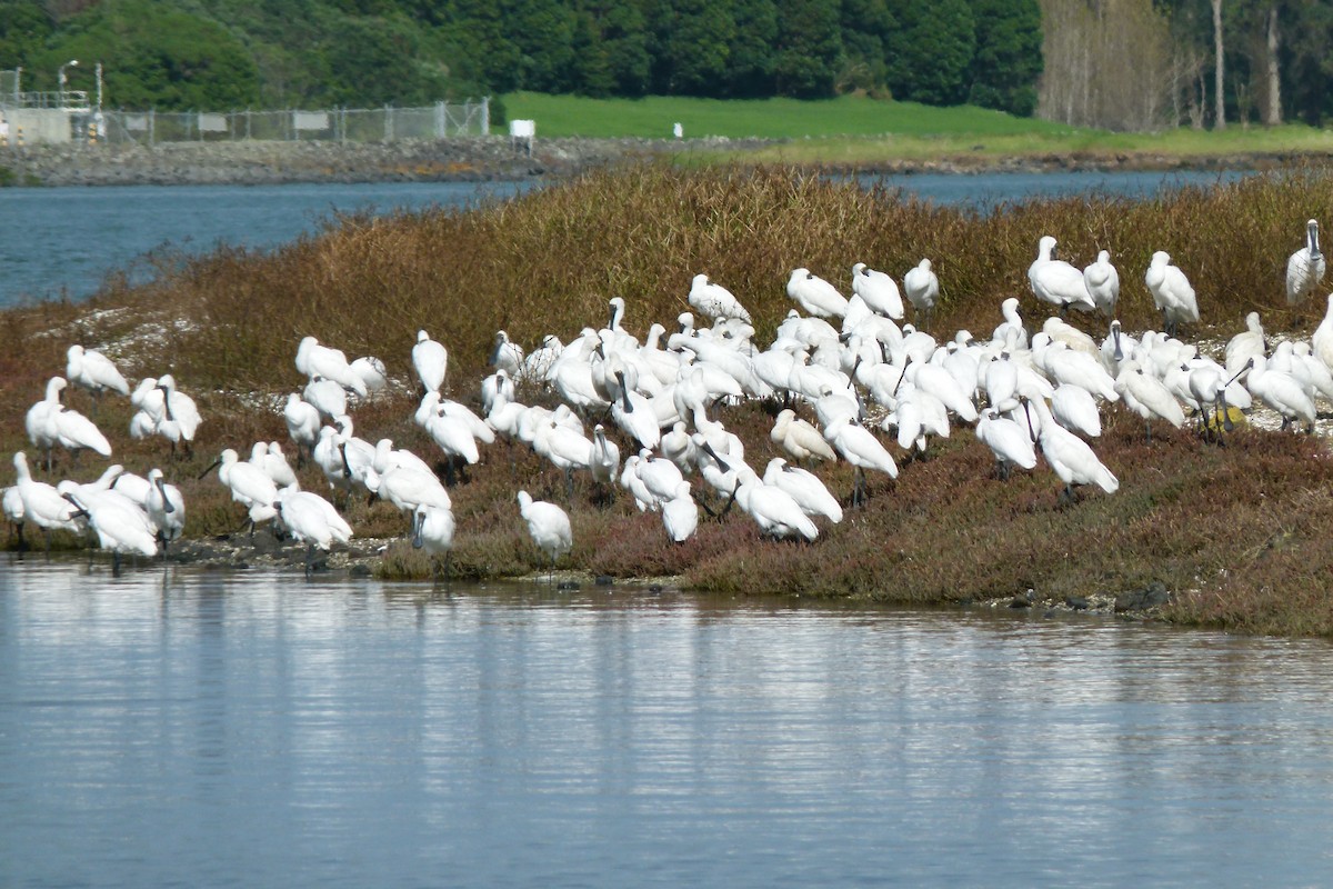 Royal Spoonbill - ML618064421