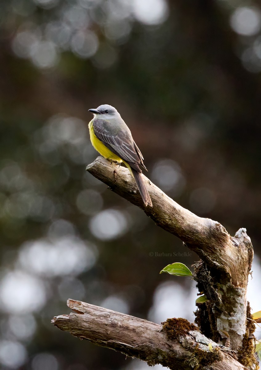 Tropical Kingbird - ML618064426