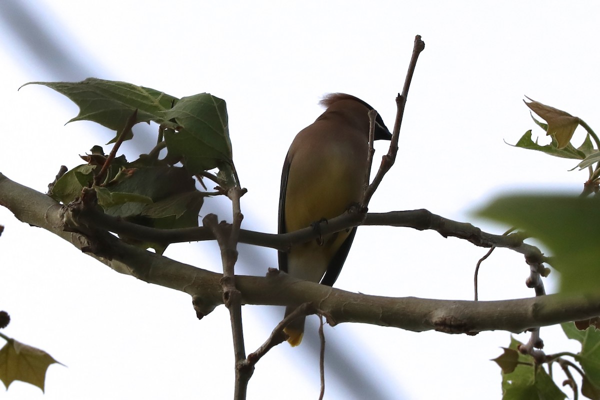 Cedar Waxwing - ML618064436