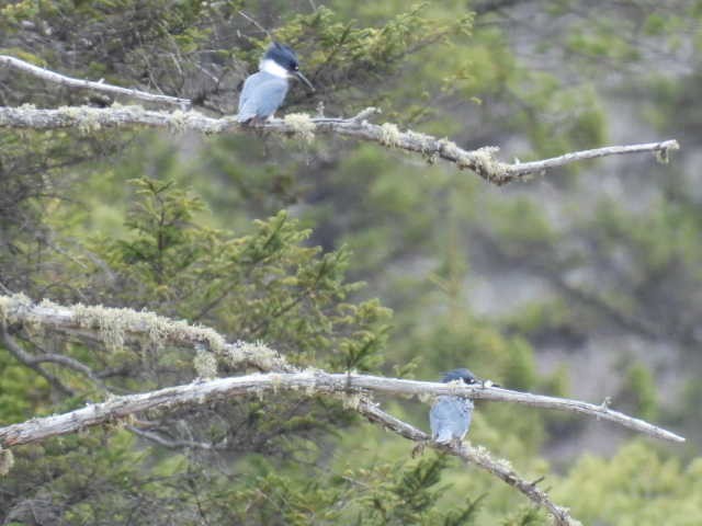 Belted Kingfisher - Joe McGill