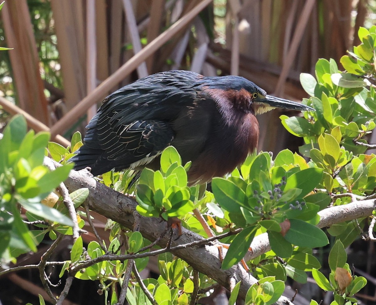 Green Heron - ML618064468