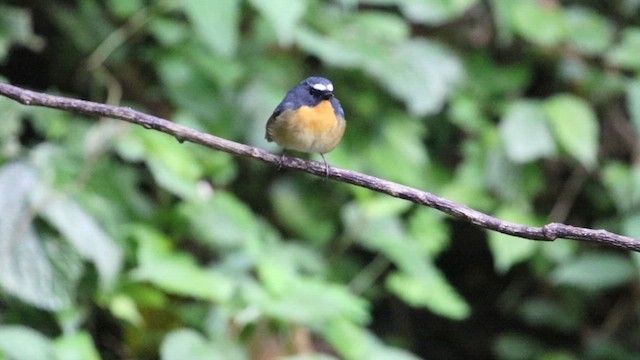Snowy-browed Flycatcher - ML618064480