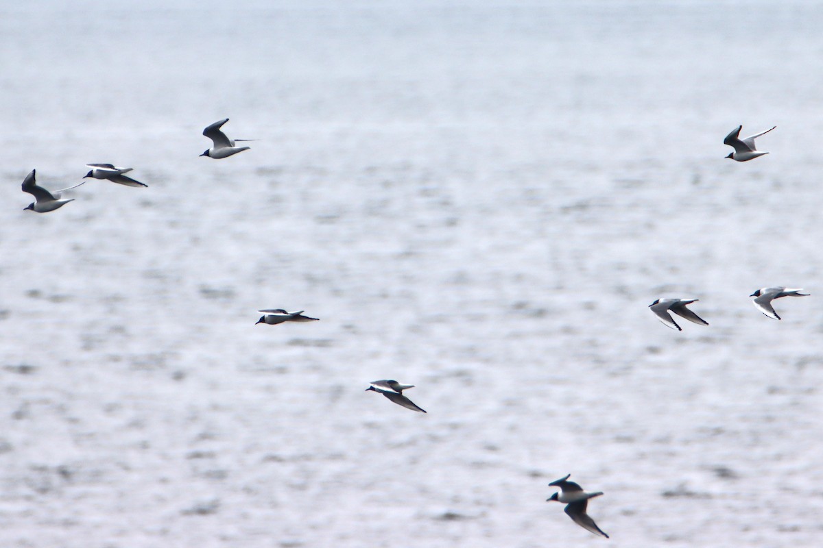 Bonaparte's Gull - Daniel Donnecke