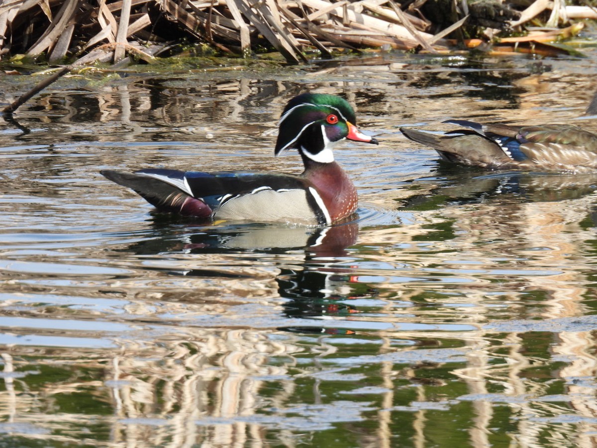 Wood Duck - ML618064501