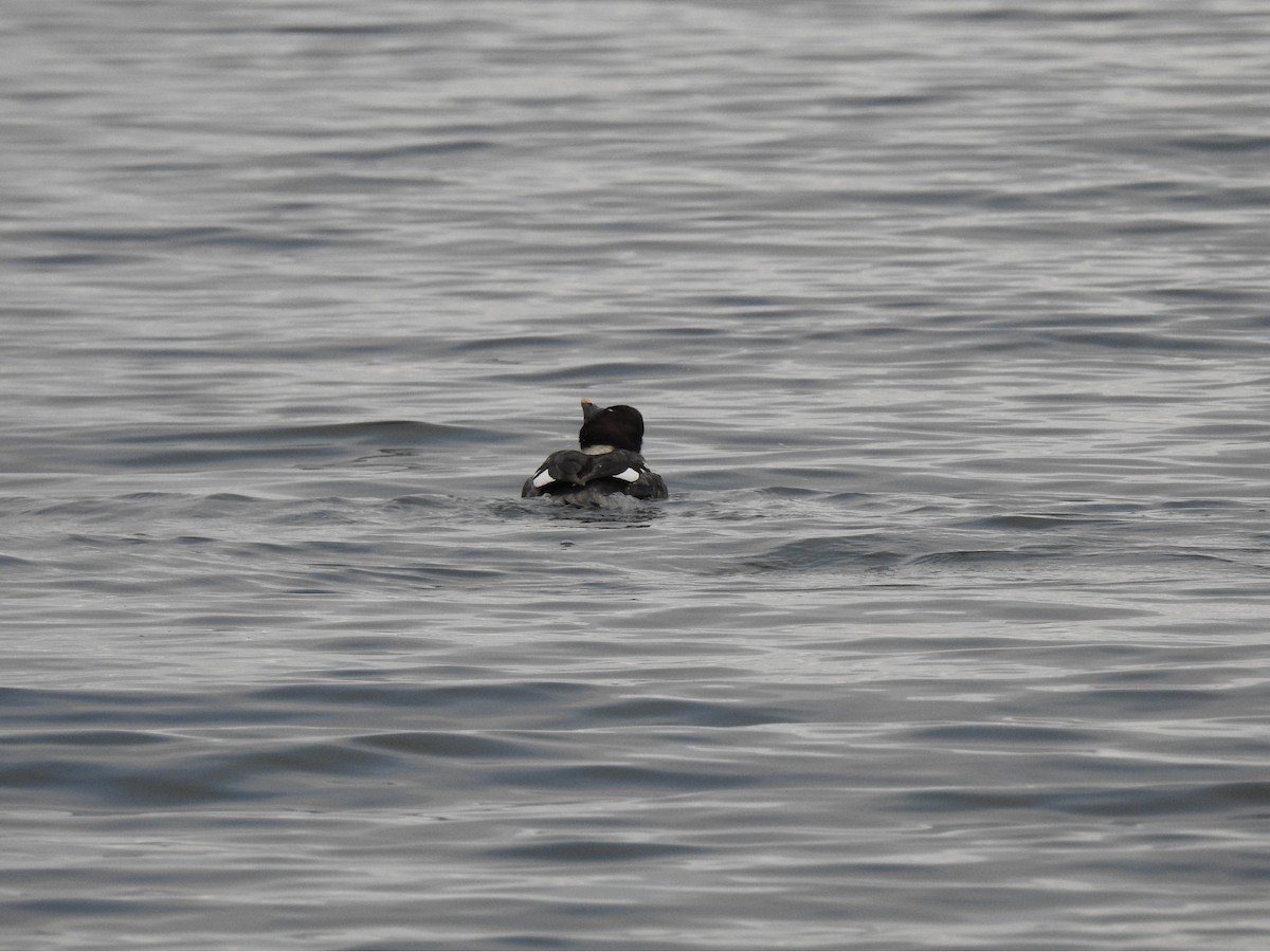 Common Goldeneye - ML618064512