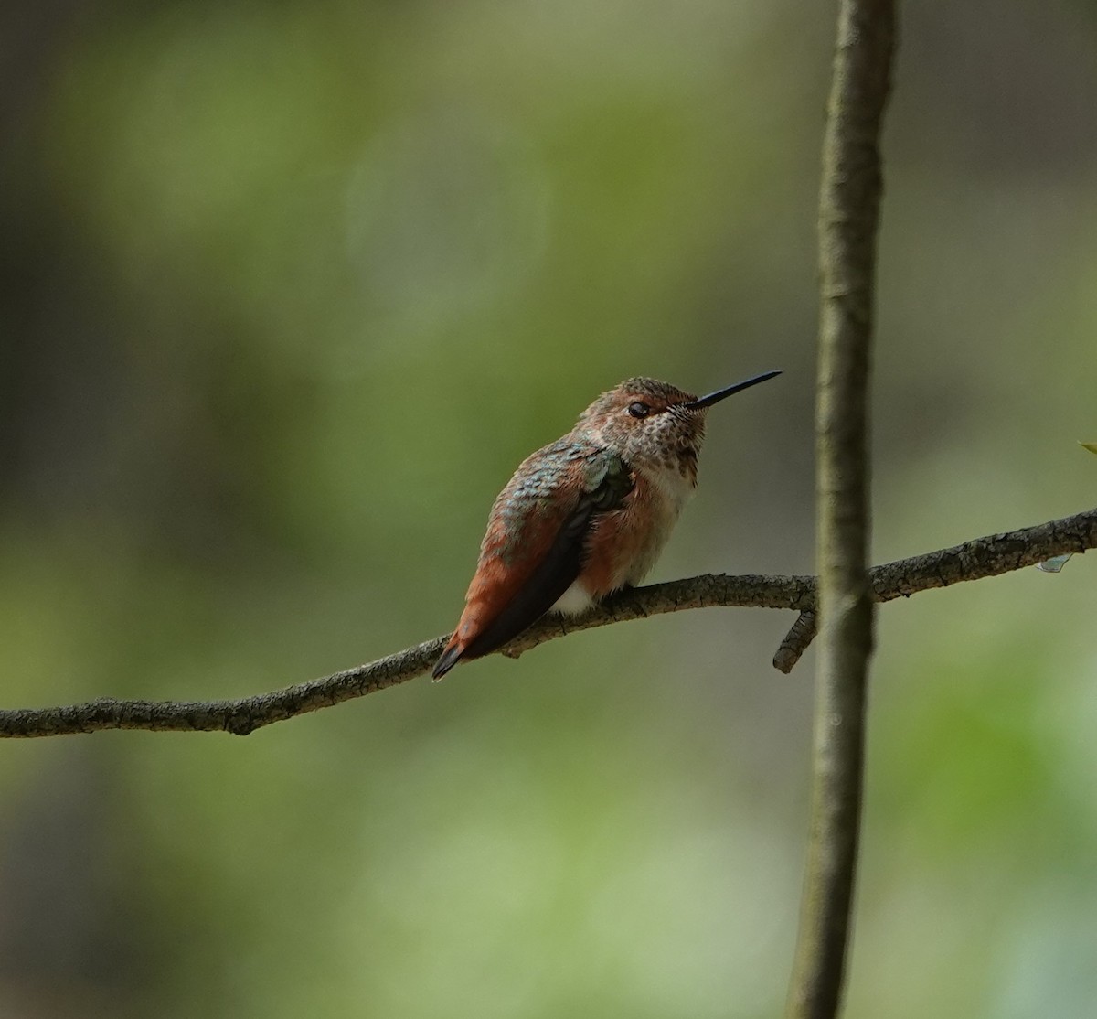 rødkolibri/chaparralkolibri - ML618064519