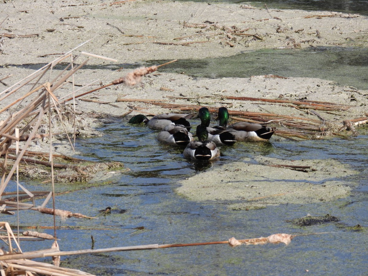 Mallard - Joseph McGill