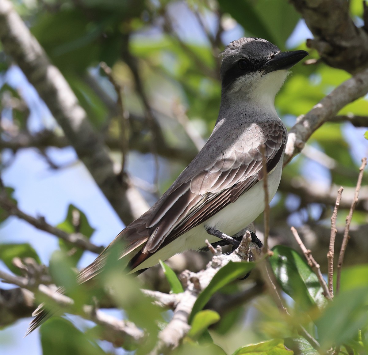 Gray Kingbird - ML618064541