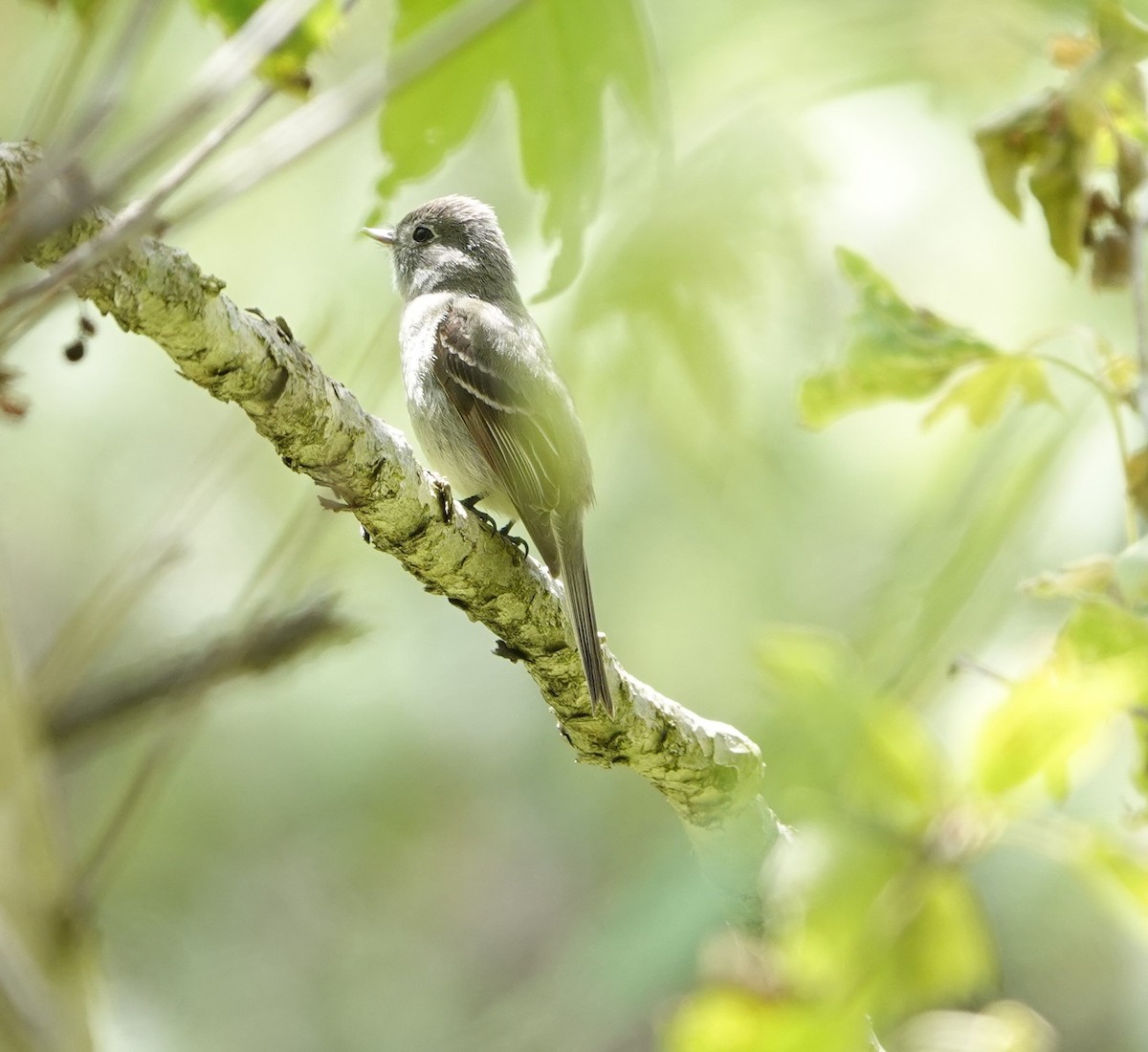 Hammond's Flycatcher - ML618064562