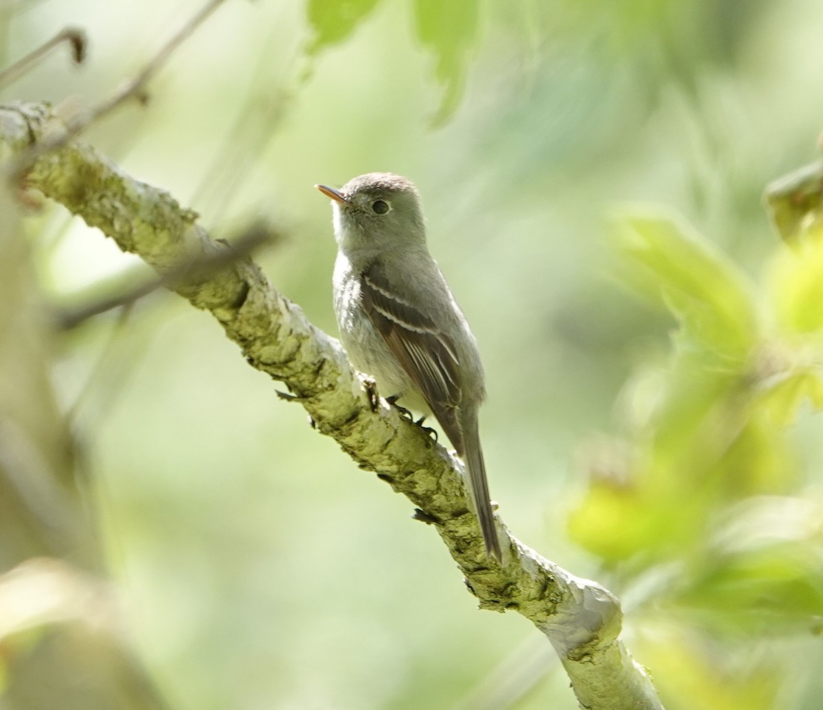 Hammond's Flycatcher - ML618064564