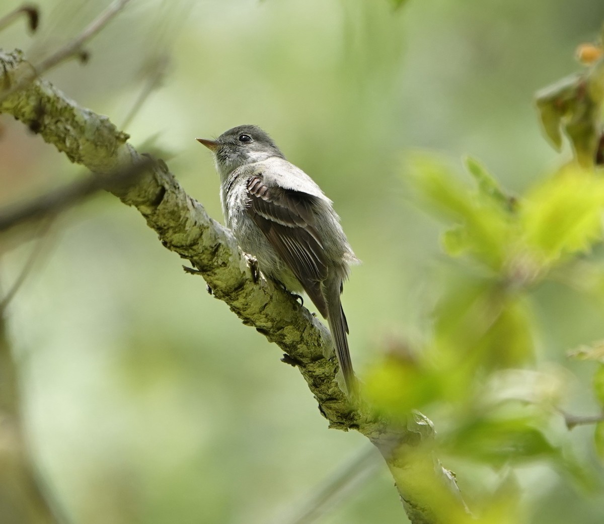 Hammond's Flycatcher - ML618064566