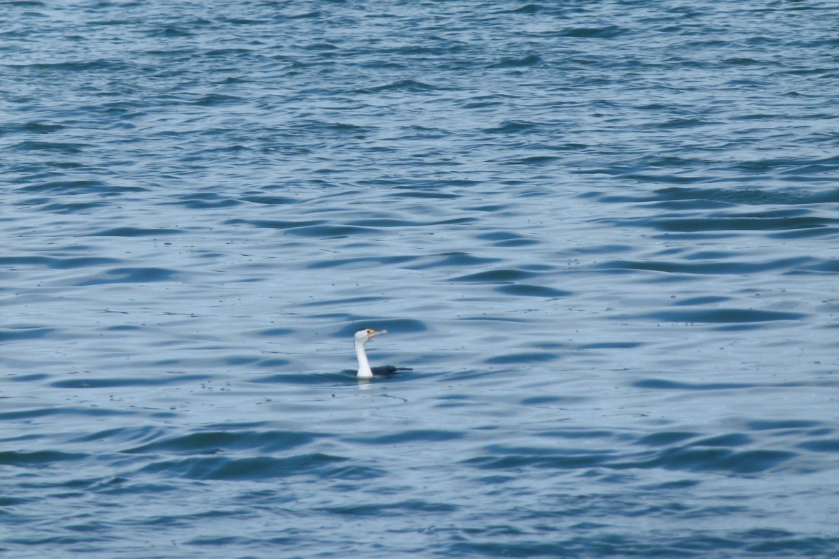 Pied Cormorant - ML618064610